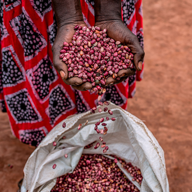 hands holding bean harvest uganda