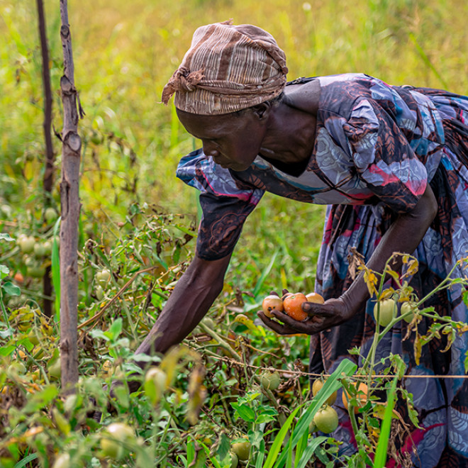 woman harvesting tomatoes